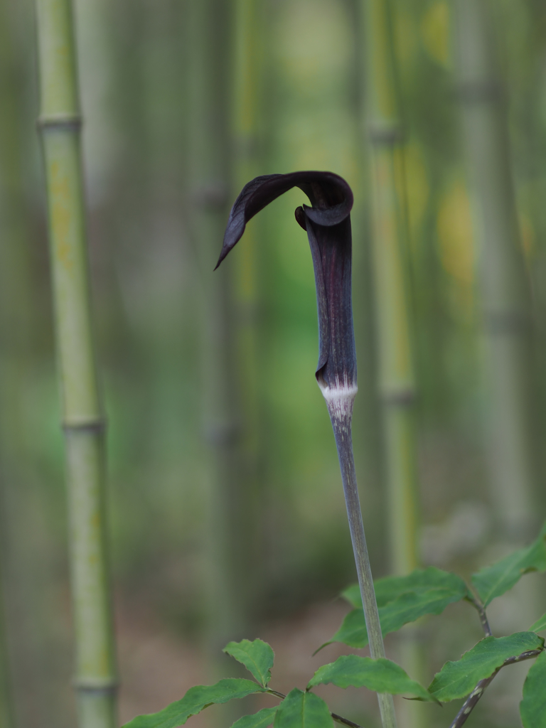 謎の植物