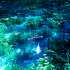 モネの池にて