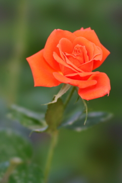 オレンジの薔薇
