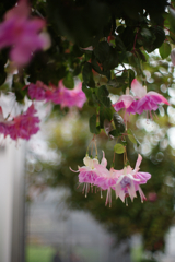 温室の花　1