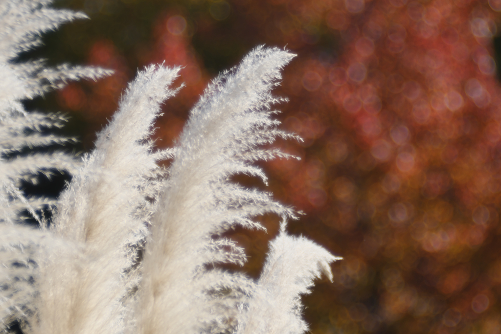 パンパスグラス