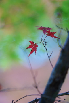 養老公園の紅葉　2