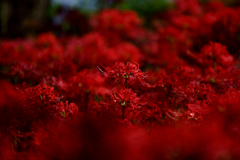 Vivid