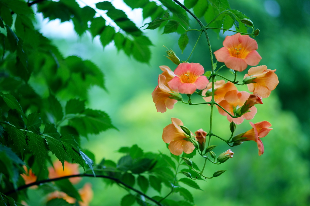 凌霄花