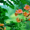凌霄花