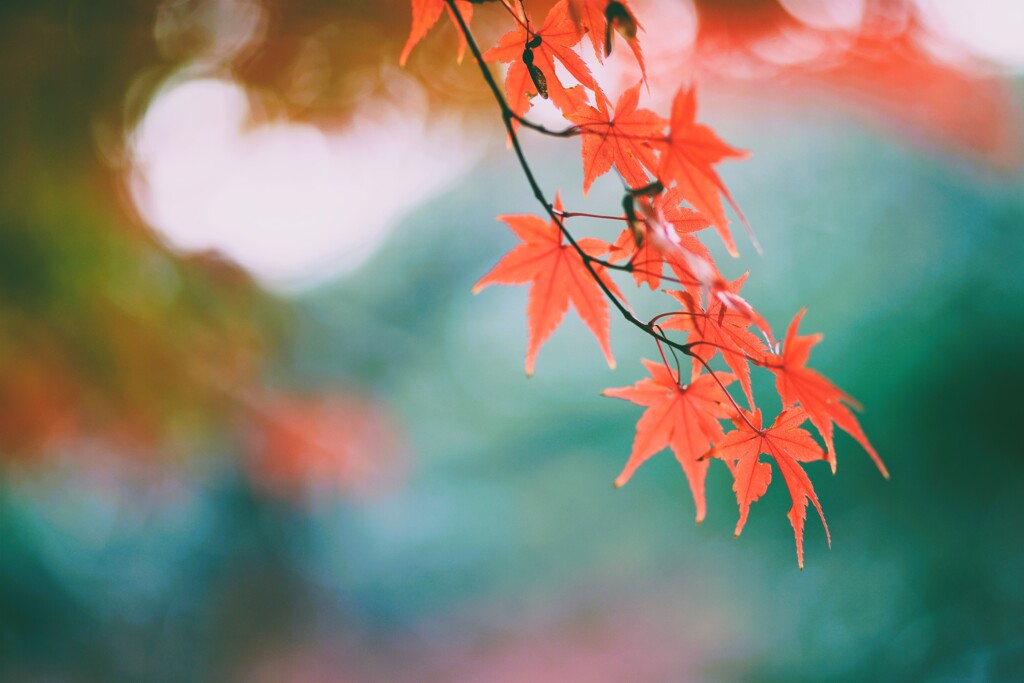 徳川園の紅葉　5