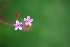 桜色姉妹