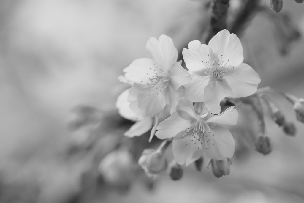 河津桜