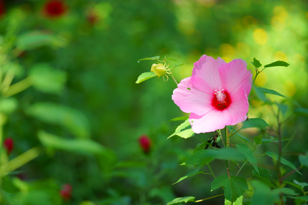 亜米利加芙蓉
