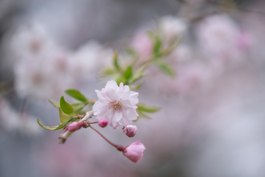 桜便り　1