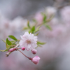 桜便り　1