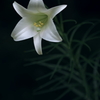 百合