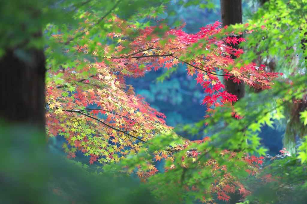 法多山の紅葉