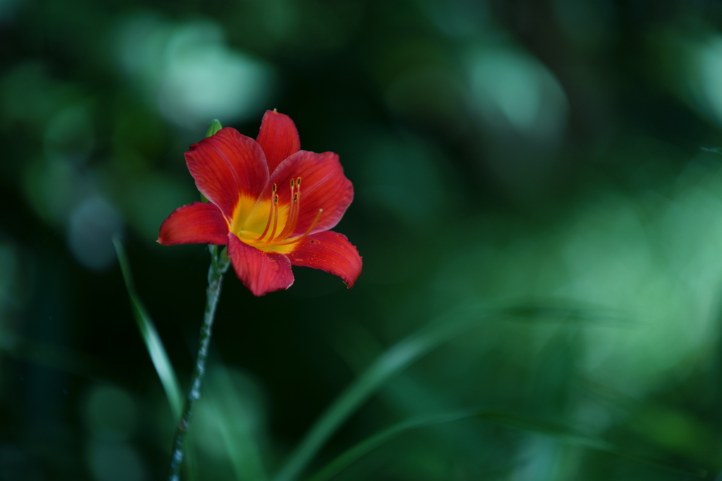 木陰に咲く