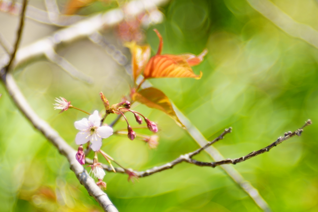 桜一輪