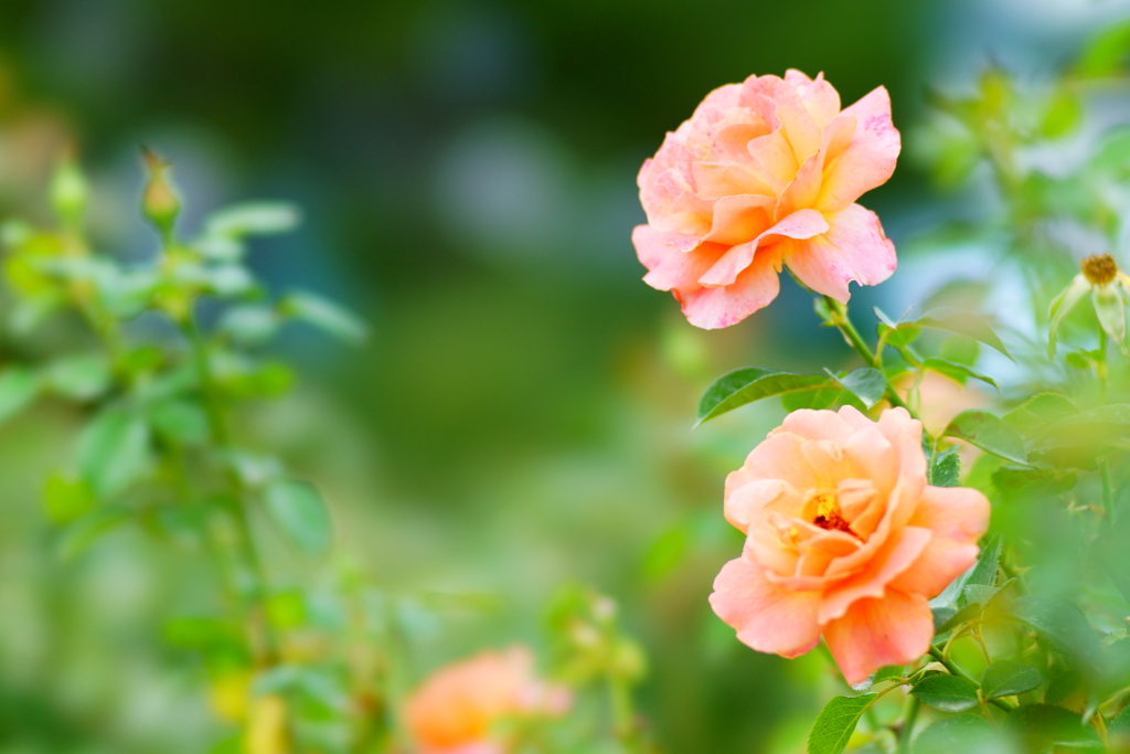 薔薇の季節