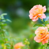 薔薇の季節
