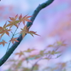 ほんのりと