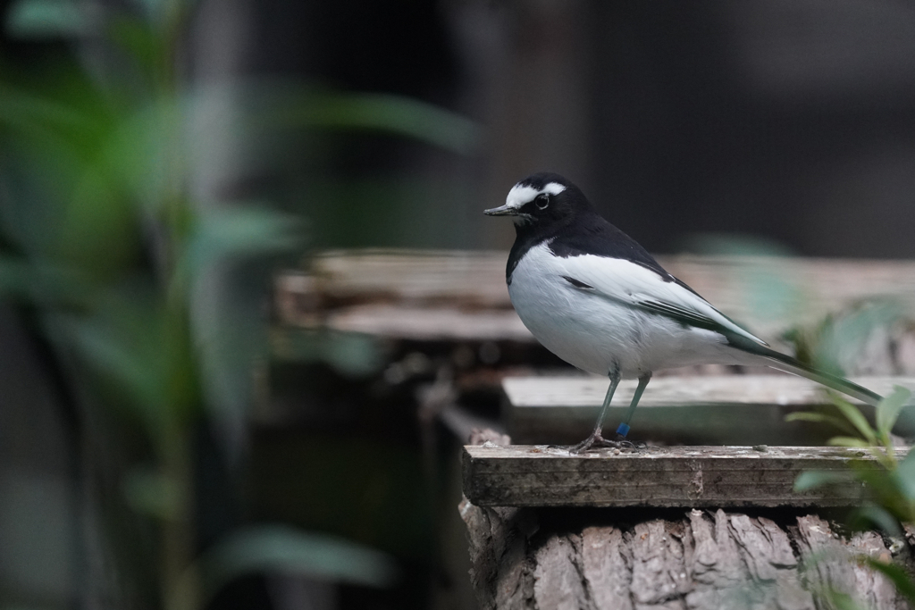動物園の鳥さん　8　セグロセキレイさん