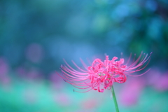 彼岸花