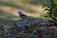 動物園の鳥さん　1　 シジュウカラ