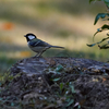 動物園の鳥さん　1　 シジュウカラ