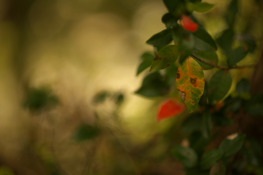 Forest of Light