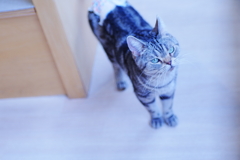アーサー君