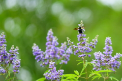 ボクの好きな花　西洋ニンジンボク