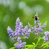 ボクの好きな花　西洋ニンジンボク