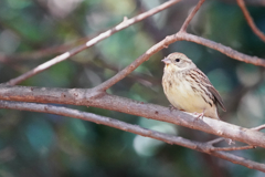 森で見つけた鳥さん　3