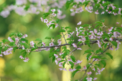 新緑と河津桜