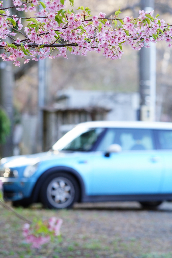 青い車と河津桜