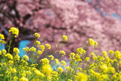 みなみの桜と菜の花まつり　2