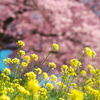 みなみの桜と菜の花まつり　2