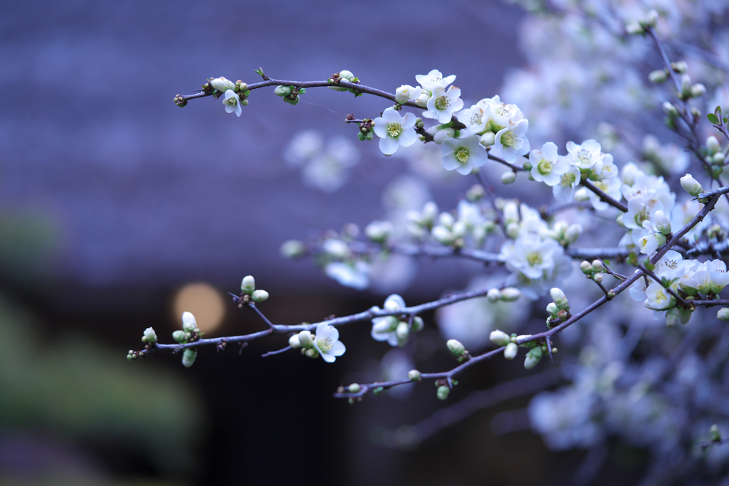 ボケの花