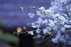 ボケの花