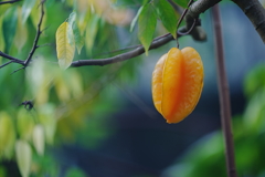 スターフルーツ