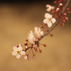 スモモの花咲いた