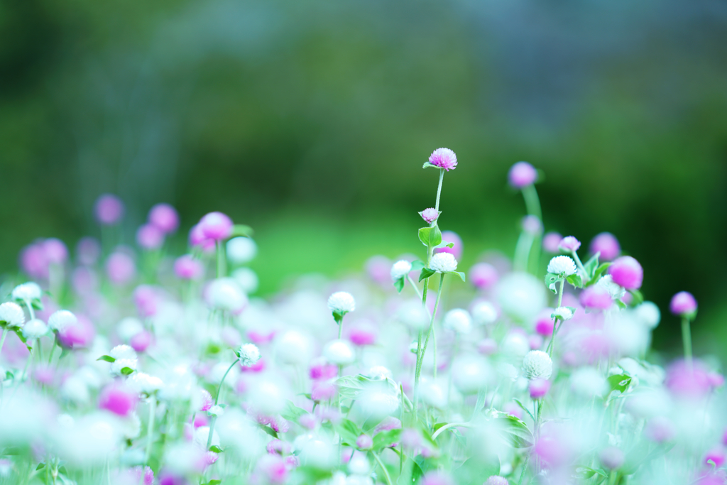 千日紅　Everlasting Flower