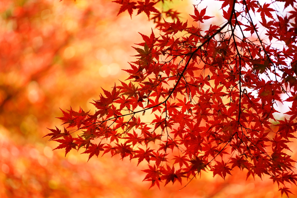 徳川園の紅葉　2