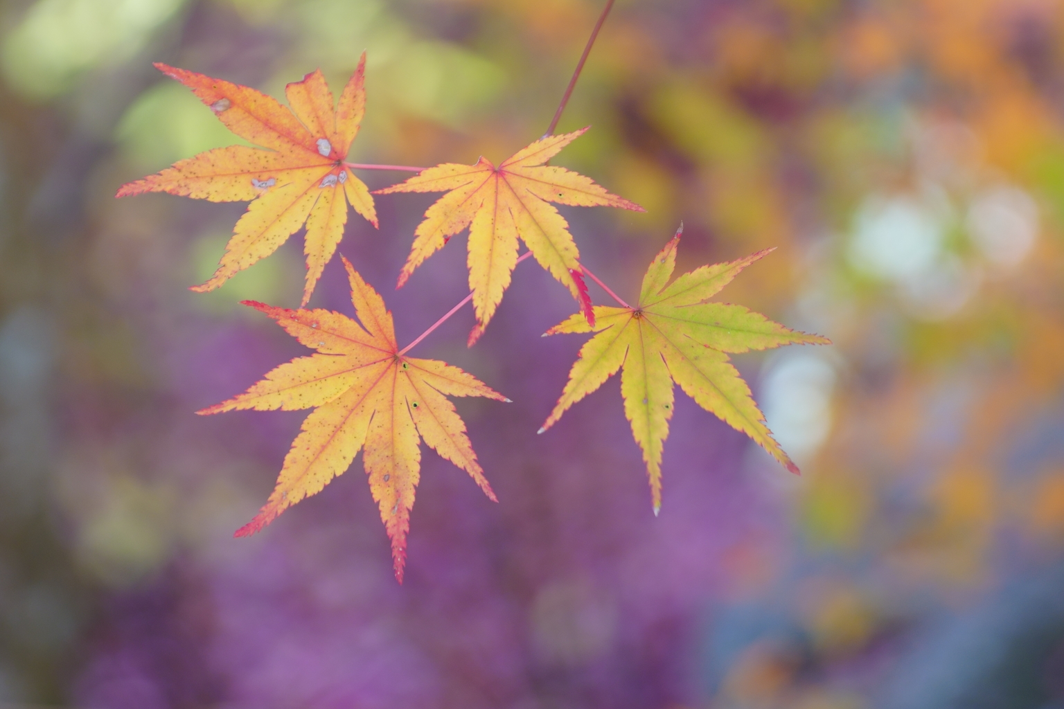 法多山の紅葉　1