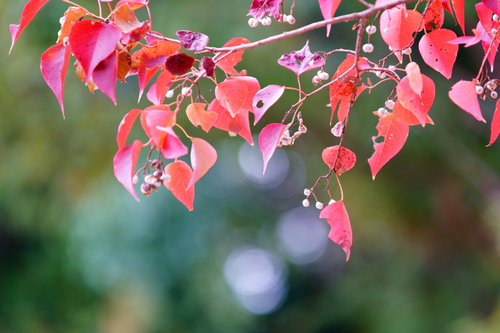 こっちの紅葉もいいね。