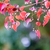 こっちの紅葉もいいね。