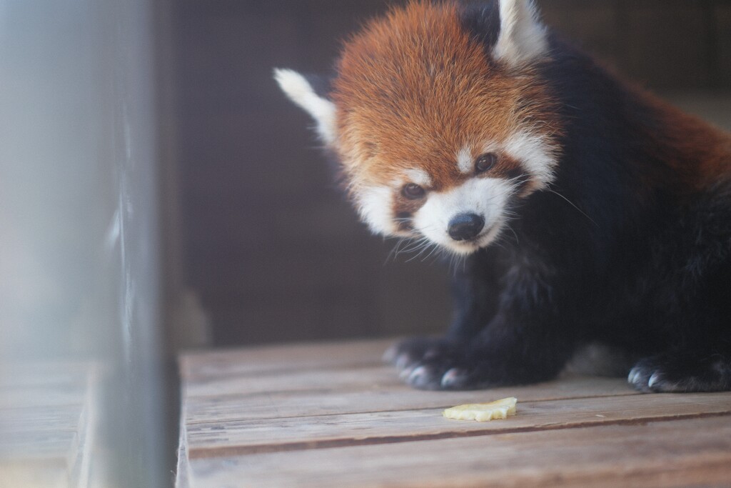 レッサーパンダ