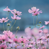 秋桜