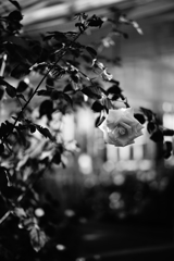 one rose