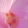 酔芙蓉