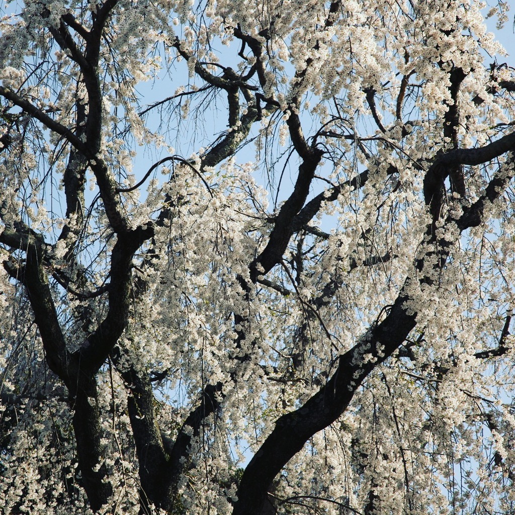 垂れ桜