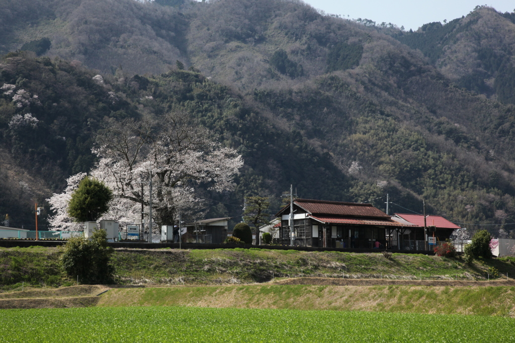 山里の春